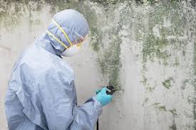 Reliable Chipley, FL Mold Prevention & Removal  Solutions